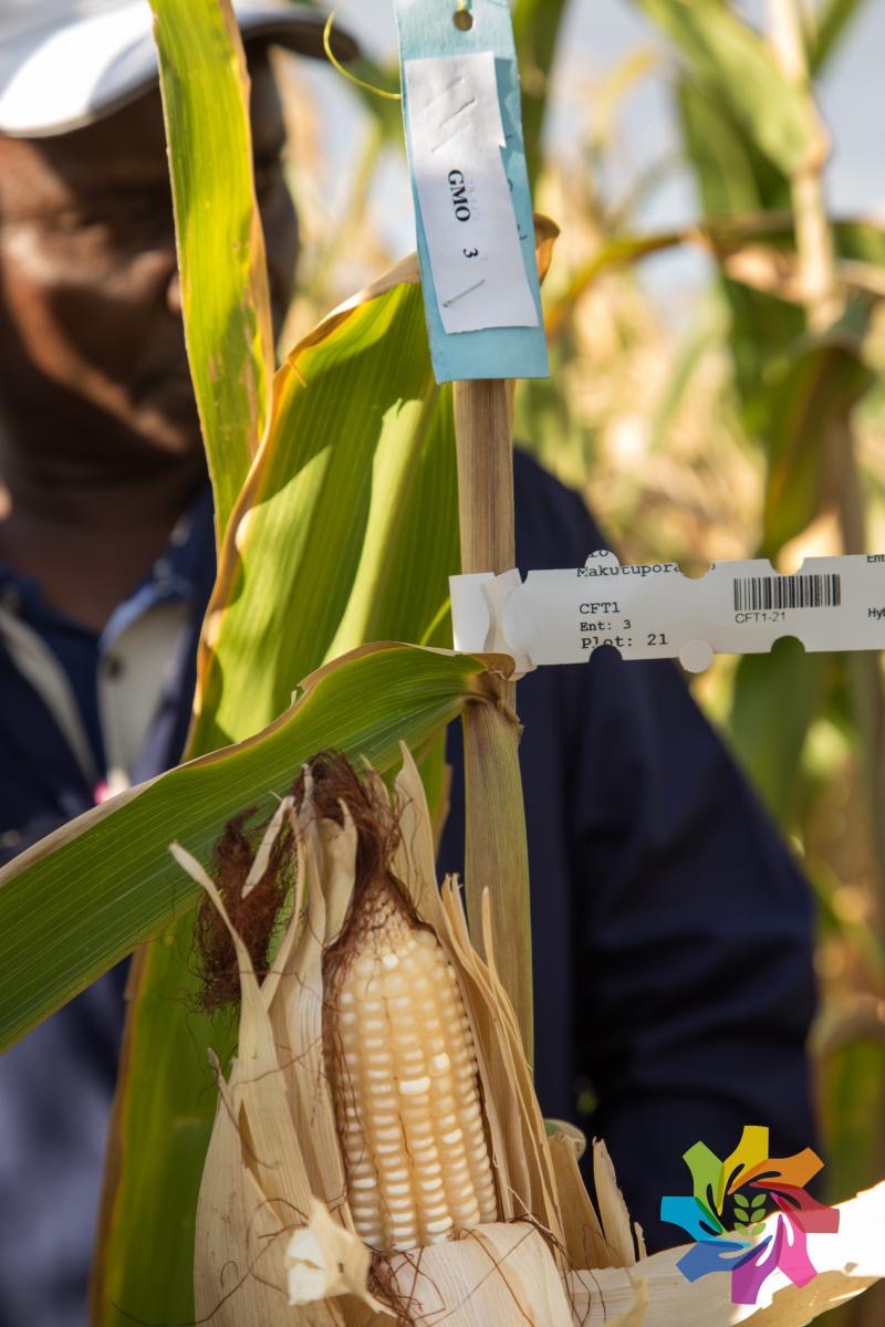 A well-filled corn cob labelled 'GMO' on the research site. This will later be burned. Photo by Hannah Smith Walker